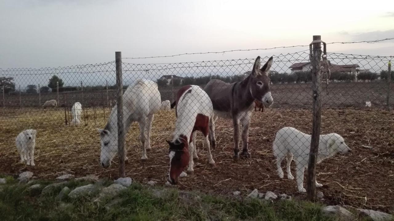 Willa Agriturismo La Vecchia Cascina Di Paolo & Belinda Pietrelcina Zewnętrze zdjęcie